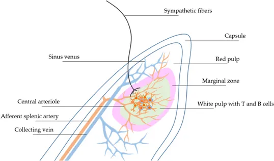 Figure  1.  Schematic  description  of  the  architectural  organization  of  splenic  areas  containing  various 