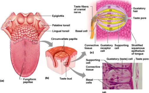 Figure 6.3: The image shows the anatomy of the tongue. From Benjamin Cummings (2004)