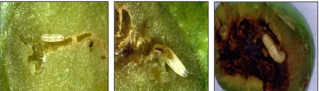 Figure 8. Olive fruit fly larvae damaging beneath or inside the fruit. 