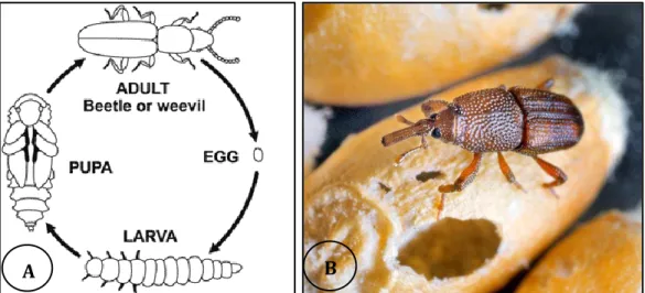 Figure 1.5. Life cycle of Sitophilus granarius (A); weevil adult emerged out of the grain leaving a 