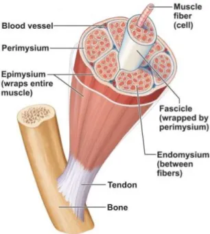 Figure 2. 5  Structure of a skeletal muscle