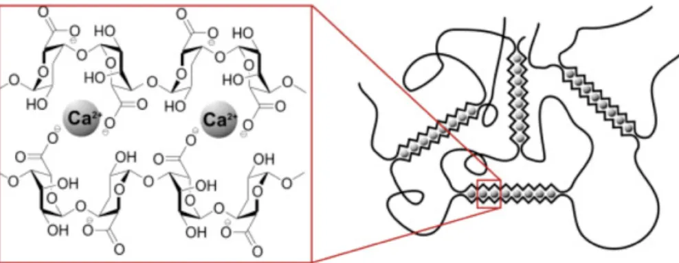 Figure 1.4: Formation of egg-box structure after the cross-linking between Ca 2+ and alginate.