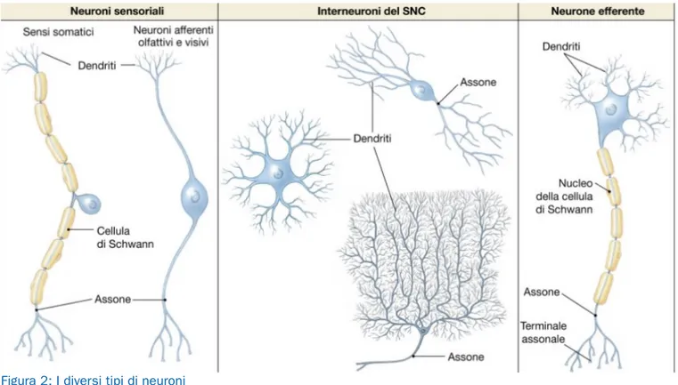 Figura 2: I diversi tipi di neuroni