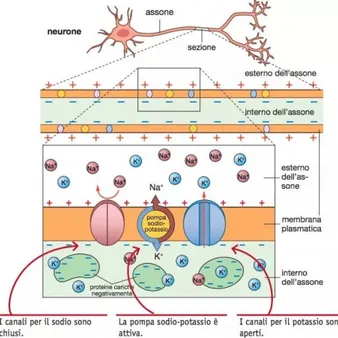 Figura 3: Il potenziale d’azione nel neurone
