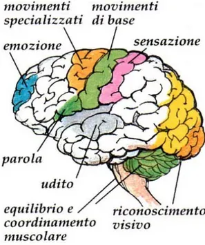 Figura 5: Funzioni delle diverse parti del cervello