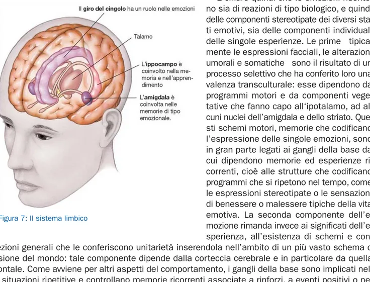 Figura 7: Il sistema limbico