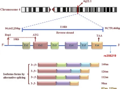 Figure 1.1: SNCA gene structure and protein isoforms generated by alternative splicing