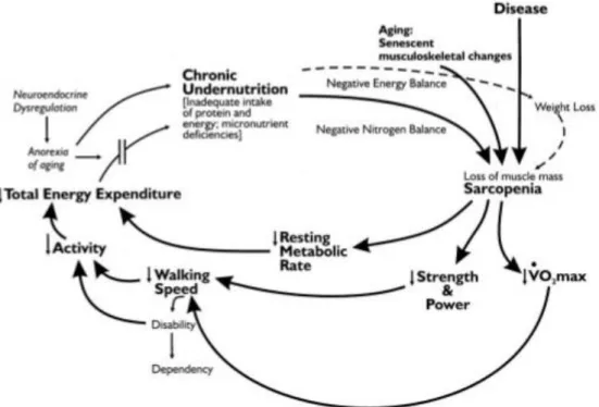 Figure  1  –  Cycle  of  frailty  hypothesized  by  Fried  LP  et  al.  Chroinc  undernutrion  due  to  an  inadequate  intake  of  protein  and  energy,  weight  loss  and  aging  determines  a  condition  of  sarcopenia  which  results  in  a  diminished