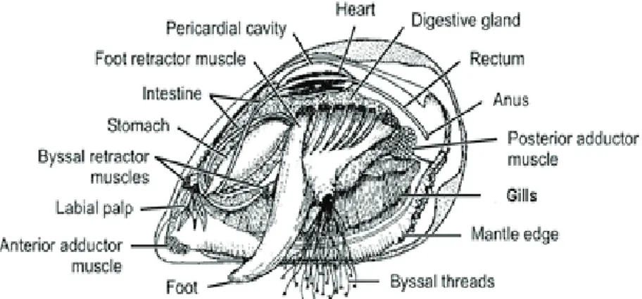 Figure 1.6 Internal anatomy of Mytilus spp. (©Saba, 2011) 