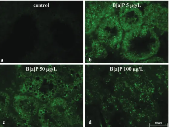 Figure  1.11 Anti-PAHs  immunohistochemical  staining  (green:  FITC  conjugated  secondary  antibody)  of  digestive  gland  tissue  sections  from mussels exposed  to  different  experimental  conditions (a