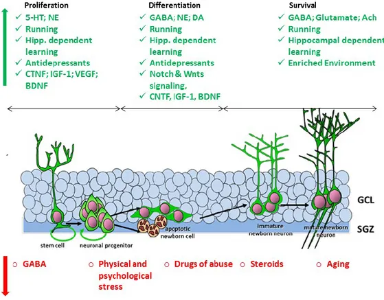 Figure  3.  Adult  hippocampal  neurogenesis  is  modulated  by  several  endogenous  and  exogenous  factors