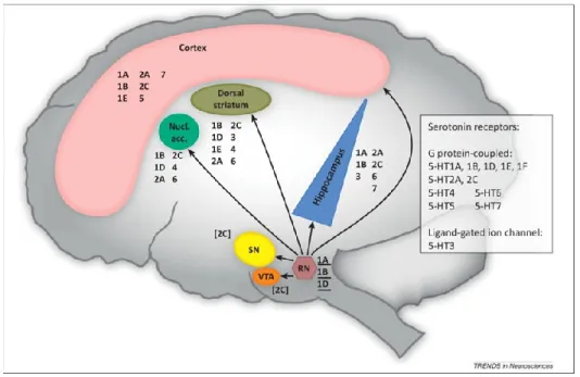 Figure 6. Serotonin receptors distribution in mammal’s brain. (Brichta et al., 