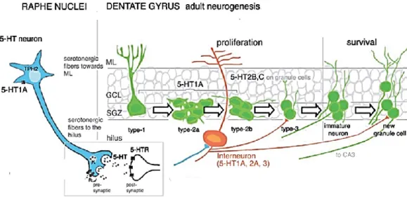Figure 7.  Illustration of serotonin mode of action during adult hippocampal neurogenesis