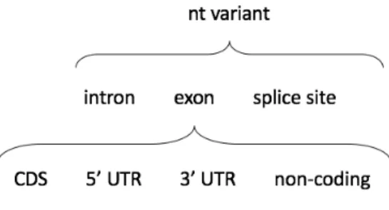 Figure 3.5: Hierarchy used by variant annotation module for classifi- classifi-cation.