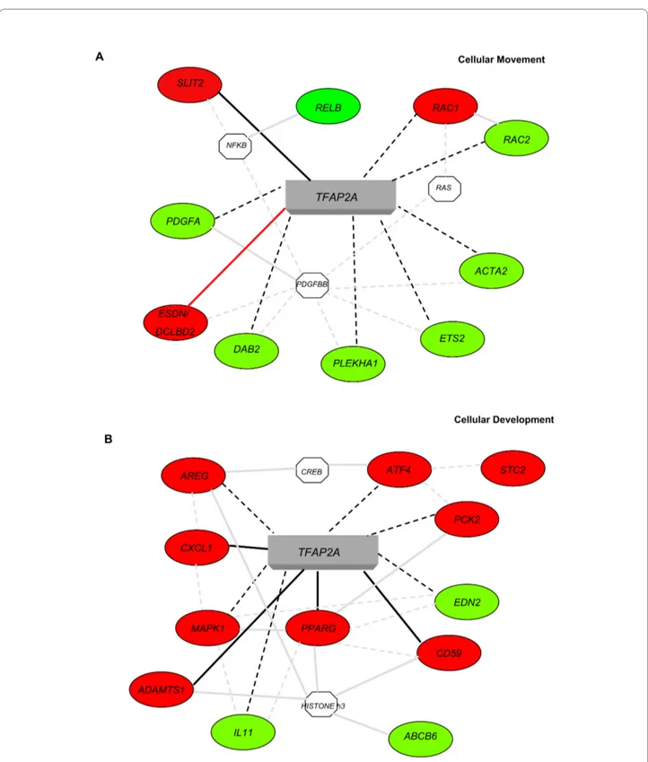 Figure 2 Ingenuity Pathway Analysis Systems for the genes containing at least 2 high score TFAP2A binding sites