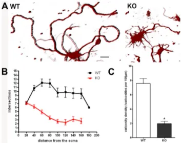 Figure 1. Neurite branching and varicosities are reduced in p50 ⫺/⫺ cortical neurons. Re- Re-duced complexity and varicosity density of neuronal processes in p50 ⫺/⫺ (KO) compared with wild-type (WT) cortical cells
