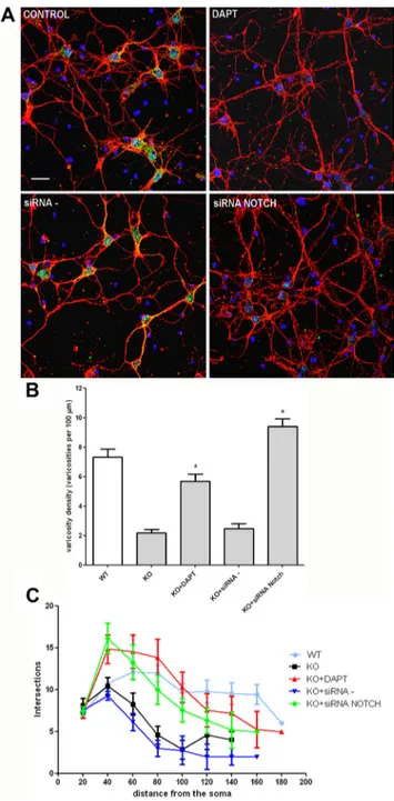 Figure 5. Notch1 blockade restores neurite branching and varicosities in p50 ⫺/⫺ cortical neu- neu-rons