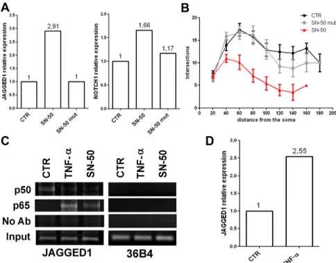 Figure 6. Acute NF- ␬B signaling manipulation induces Jagged1 upregulation and morphological changes