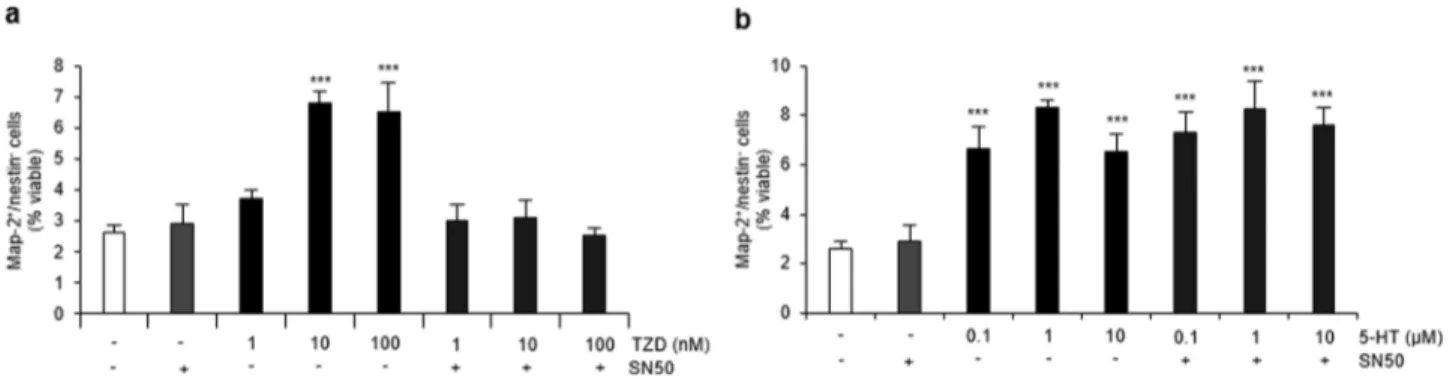 Figure 7. NF-κB p50 nuclear translocation is required for TZD but not for 5-HT proneurogeic eﬀect