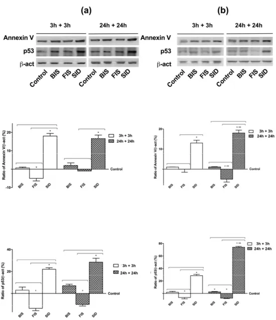 Figure 7. Western blot and densitometric analysis of p53 and Annexin V on GTL-16 (a) and Caco-2  cells (b) maintained for equal time (3 h plus 3 h; 24 h plus 24 h) without iron treatments