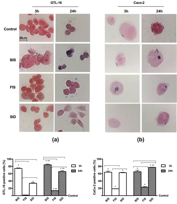 Figure A2. Turnbull staining on GTL-16 (a) and Caco-2 cells (b) treated with different iron  formulations at 3 h and 24 h