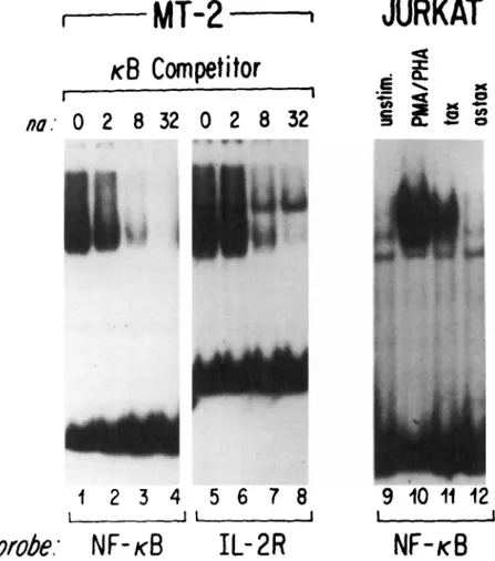 FIG. 3  Mobility  shift electrophoresis analysis of nuclear extracts from the HTLV-1 infected  human T-lymphoid tumor line MT-2 or the human T-lymphoma cell Jurkat