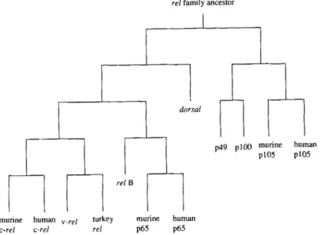 FIG. 5  Phylogenetic relationships between  members of the Re1 gene family  in  different  spe- 