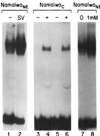 FIG  1  Mobiliiy  shift  electrophoresis analysis  of  extracts from  Namalwa  human  mature  B 