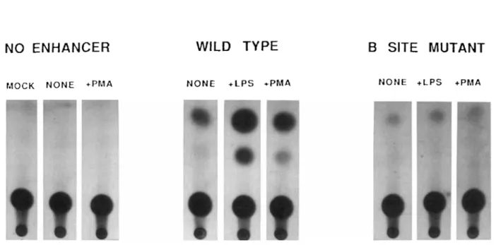 FIG. 2  Analysis  of  transcriptional  activity  conferred  by  the KB binding  site  in the Ig  K  gene  enhancer in  mouse  PD-31  pre-B 
