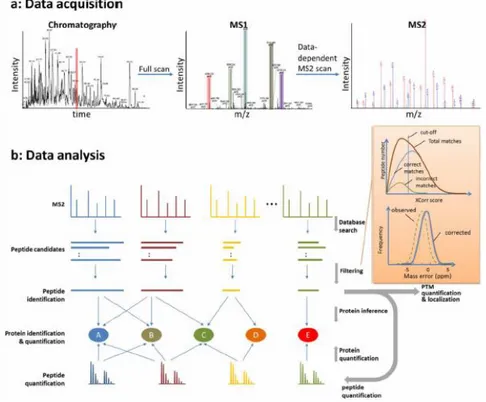 Figure 9. Representative LC-MS/MS data acquisition and bioinformatic data analysis pipeline for protein identification and 