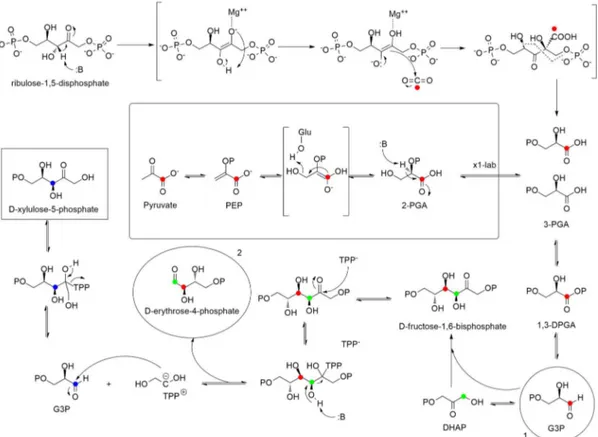 Fig. 3.1 First sequence of reactions aimed to fix carbon dioxide in chloroplasts. 