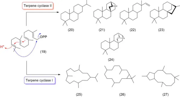 Fig. 2.5 Examples of cyclization promoted by terpene cyclase I (blue) and terpene cyclase II  (red) 