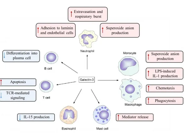 Figure  6.  A  cartoon  summarizing  the  effect  of  Gal-3  on  immune  cells.  Red  arrows 