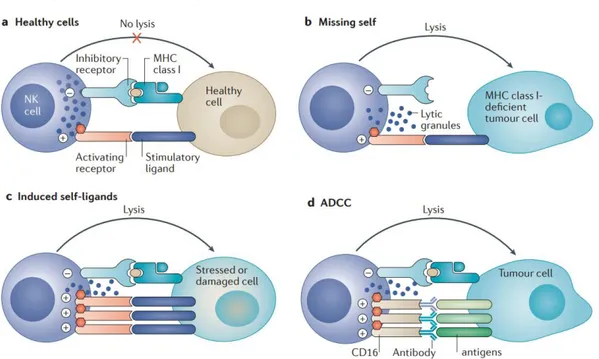 Figure 7. Schematic representation of NK cells activation. A) balance of signals delivered 