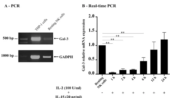 Figure 8. Gal-3 mRNA is expressed in human NK cells and its expression is modulated  by cell activation