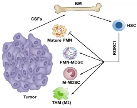 Figure 5. Role of RORC1 myelopoiesis associated with cancer. From [24] 