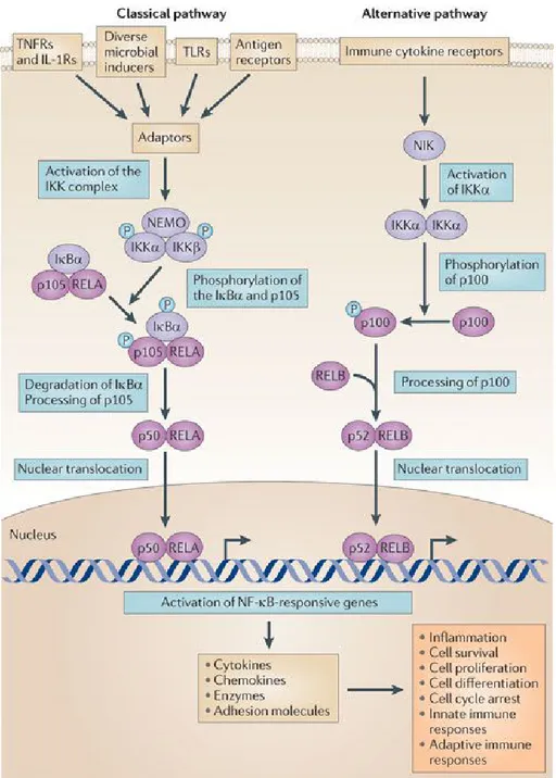 Figure 7: Classical and alternative NF-κB pathway. 