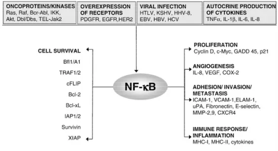 Figure 8: Constitutive NF- B activation in tumours 