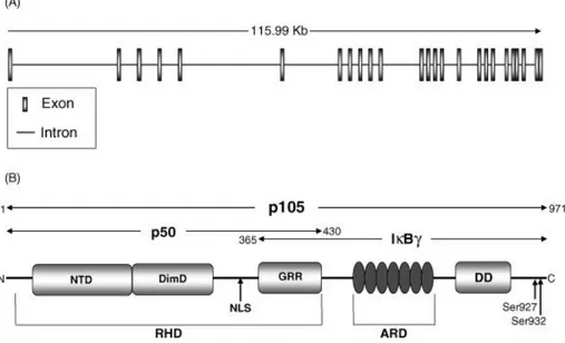 Figure 9: NF-κB1 gene and protein structure. 