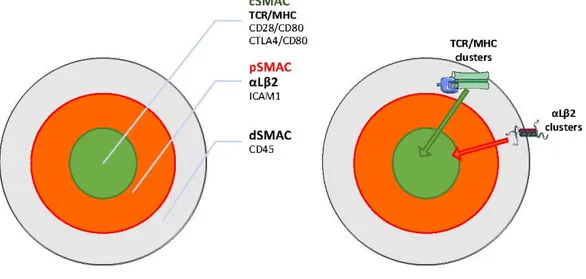 Figure 3. Immune synapse organization.  Figure 3. Immune synapse organization.
