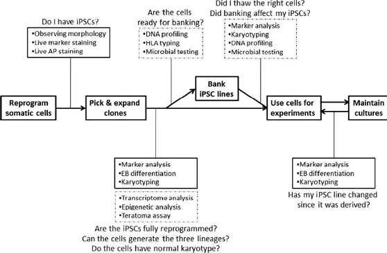 Figure  6:  Scheme  of  iPSCs  characterization  to  assess  they  acquired  ESC-like  phenotype,  gene 