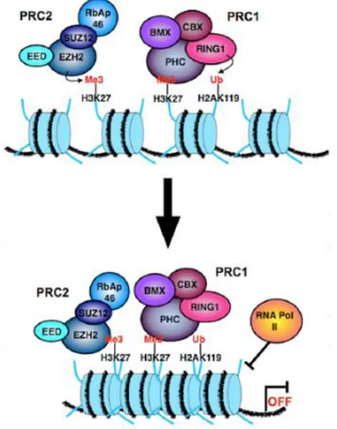 Figure  9:Polycomb  group  (PcG)  proteins  mediated  H3K27  methylation.  PRC2  induces  EZH2-mediated 