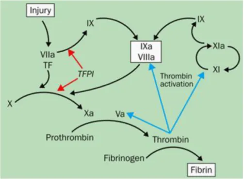 Figure 1.Schematic representation of  coagulation cascade.  Activated  FVIII binds 