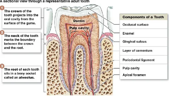 Figure I- 2 Diagram illustrating the anatomy and  central  structures  of  the  oral  cavity   (https://pocketdentistry.com/1-oral-structures-and-tissues/ 