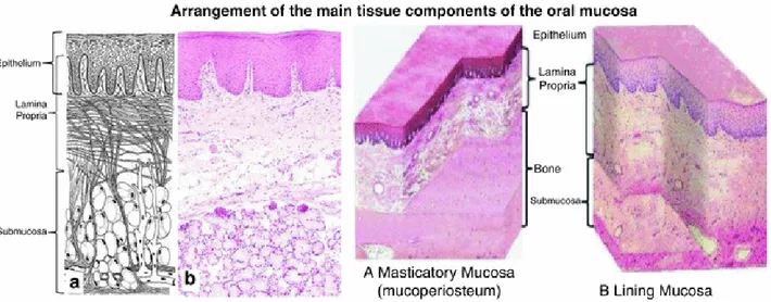 Figure  I-6  Arrangement  of  the  leading  tissue  components  of  the  oral  mucosa