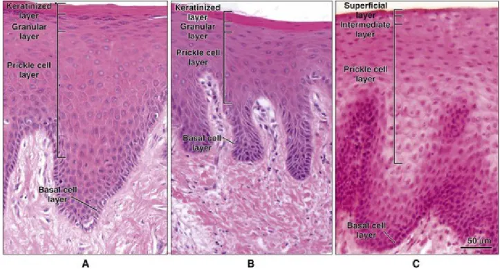Figure I-7 Histological features of the leading oral epithelial type. (Squier and Brogden, Human Oral Mucosa: Development, structure 