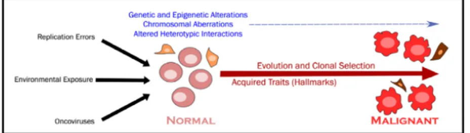 Figure 1.1: The transformation process of normal cells into malignant ones. The picture is a  modification of that reported in literature [1]