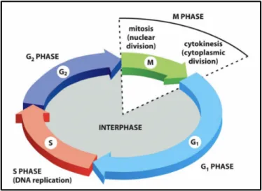 Figure 1.2: The cell cycle events. The picture is a modification of that reported in literature [6]