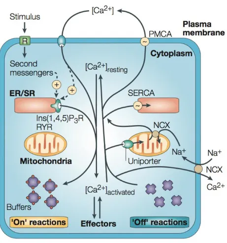 Figure 2. Overview of the calcium homeostasis and signaling mechanisms. Ca2 +  signalling  can be divided into “on” and “off” reactions