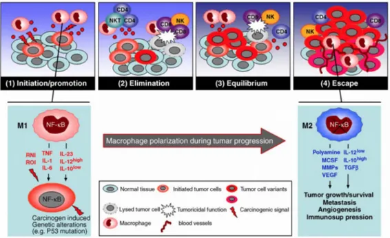 Figure 7: Macrophage polarization in tumor immunoediting and progression.